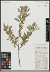 Foto von Salix alba L.